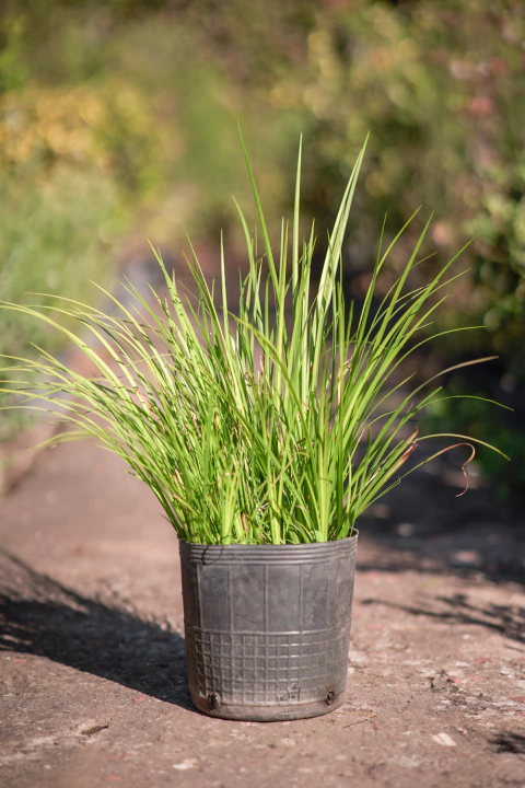 Acorus Variegata Lemon - comprar online