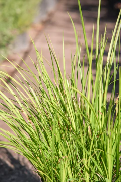 Acorus Variegata Lemon en internet