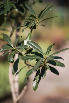 Canelon (Myrsine Laetevirens) en internet