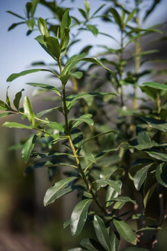 Canelon (Myrsine Laetevirens) - Viveros El Botánico