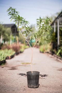 Tabernaemontana Catharinensis (Palo de vibora) - comprar online