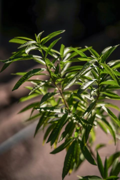 Tabernaemontana Catharinensis (Palo de vibora) - Viveros El Botánico