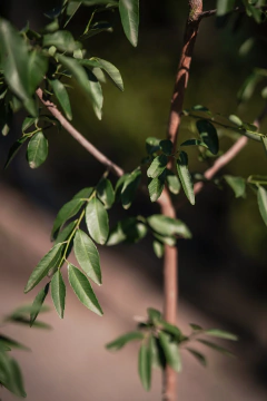 Sebastiania Brasiliensis (Lecheron) en internet