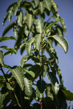 Higueron (Ficus Luschnathiana) en internet