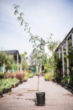 Algarrobo - comprar online