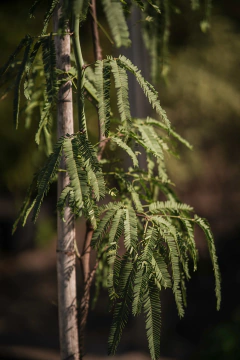 Algarrobo - Viveros El Botánico