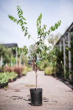 Ubajay (Eugenia Myrcianthes) - comprar online