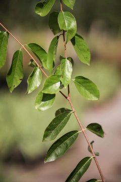 Ubajay (Eugenia Myrcianthes) en internet