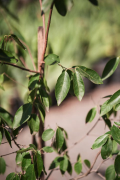 Ubajay (Eugenia Myrcianthes) - Viveros El Botánico