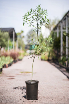 Laurel del Rio (Nectandra Angustifolia) - comprar online