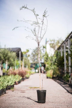 Cedron del Monte (Aloysia Gratissima) - comprar online