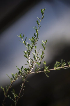 Cedron del Monte (Aloysia Gratissima) en internet