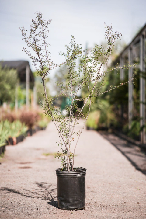 Calliandra Parvifolia - comprar online