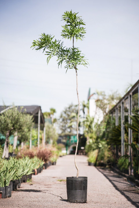 Jaboncillo (Sapindus Saponaria) - comprar online