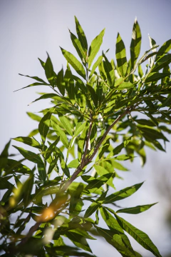 Jaboncillo (Sapindus Saponaria) en internet
