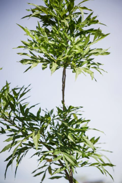 Jaboncillo (Sapindus Saponaria) - Viveros El Botánico