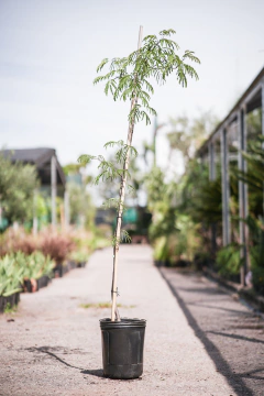 Mimosa Pigra - comprar online