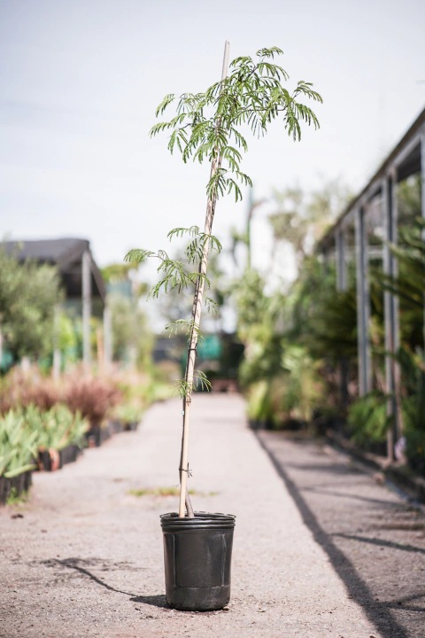 Mimosa Pigra - comprar online