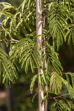 Mimosa Pigra en internet