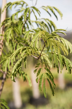 Mimosa Pigra - Viveros El Botánico