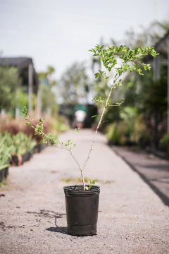 Celtis Tala - comprar online