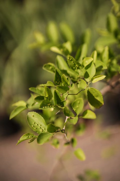 Celtis Tala en internet