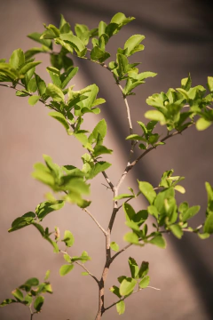 Celtis Tala - Viveros El Botánico
