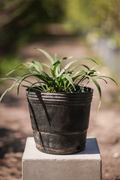 Liriope Muscari - comprar online