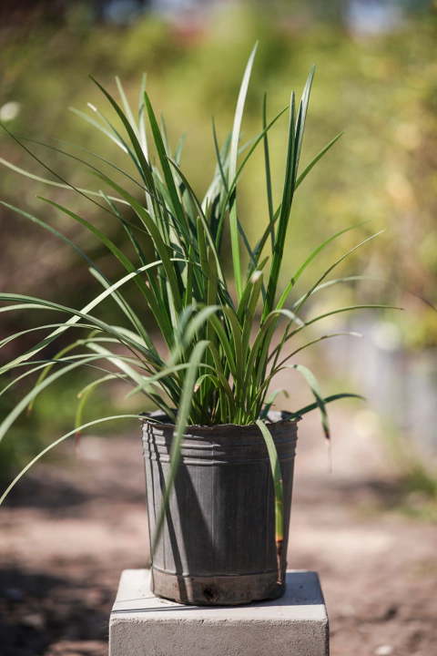 Liriope Muscari Giganteum - comprar online