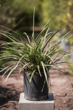 Liriope Variegata Alba - comprar online