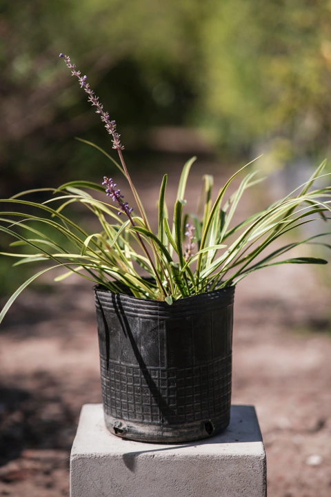 Liriope Variegata Aurea - comprar online