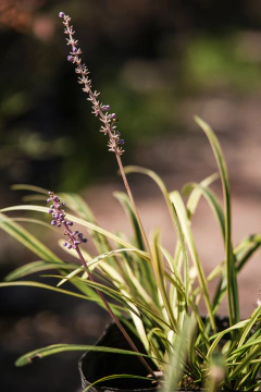 Liriope Variegata Aurea en internet