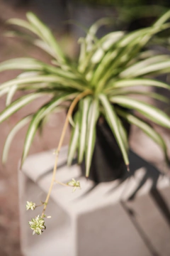 Lazo de Amor en internet