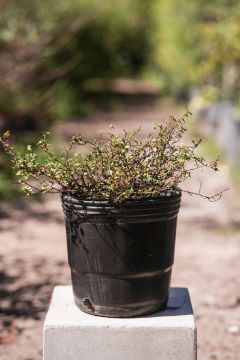 Muehlembeckia Complexa - comprar online