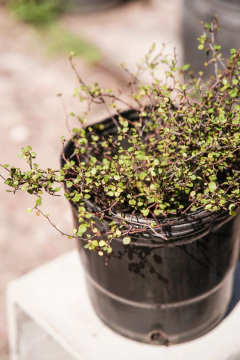 Muehlembeckia Complexa en internet