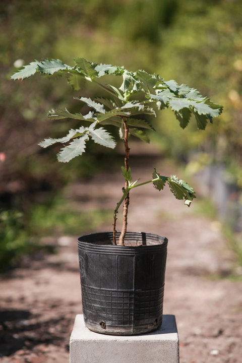 Melianthus Major - comprar online