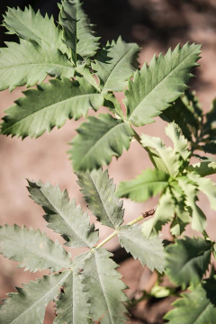 Melianthus Major en internet