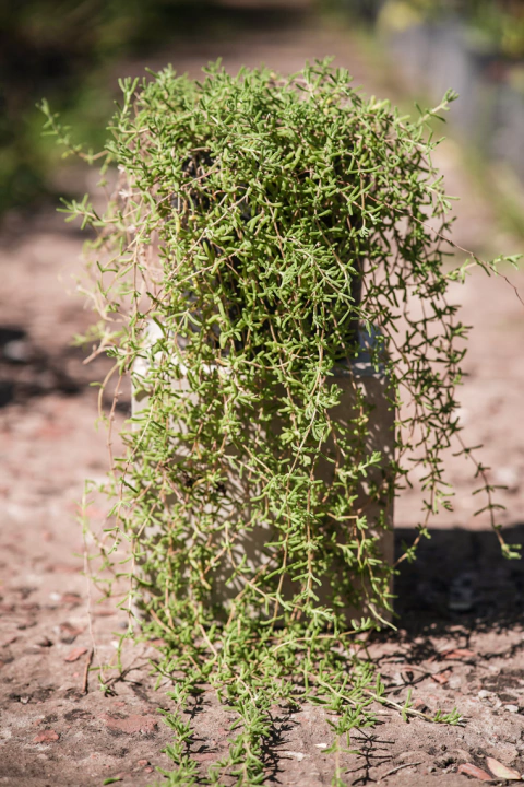 Mesembriantemun - comprar online