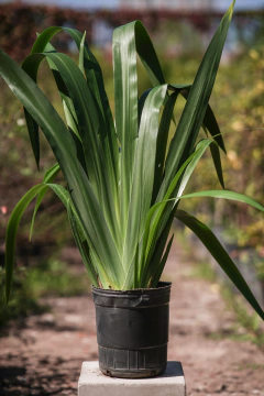 Neomarica - comprar online