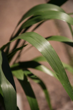Neomarica - Viveros El Botánico