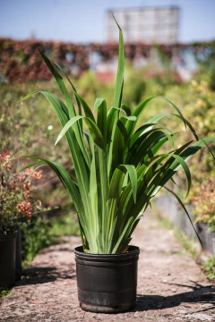 Neomarica - tienda online