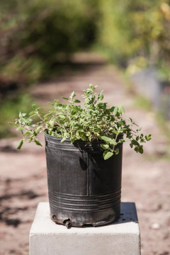 Nepeta Mussini - comprar online