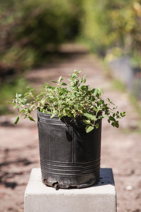 Nepeta Mussini - comprar online