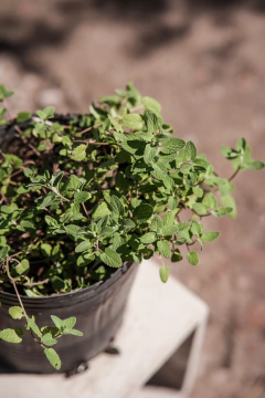 Nepeta Mussini en internet