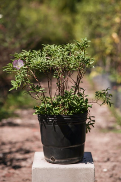 Oenothera - comprar online