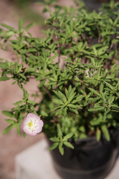 Oenothera en internet