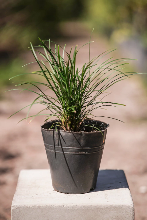 Ophiopogom - comprar online