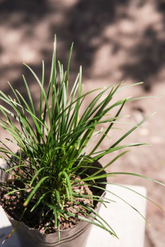 Ophiopogom en internet