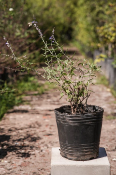 Perovskia Atriplicifolia - comprar online