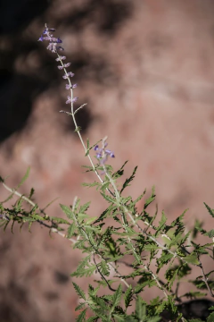 Perovskia Atriplicifolia en internet